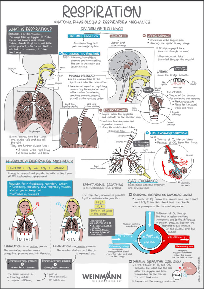 Respiration Infographic - Image